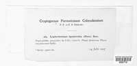 Lophodermium foliicola image